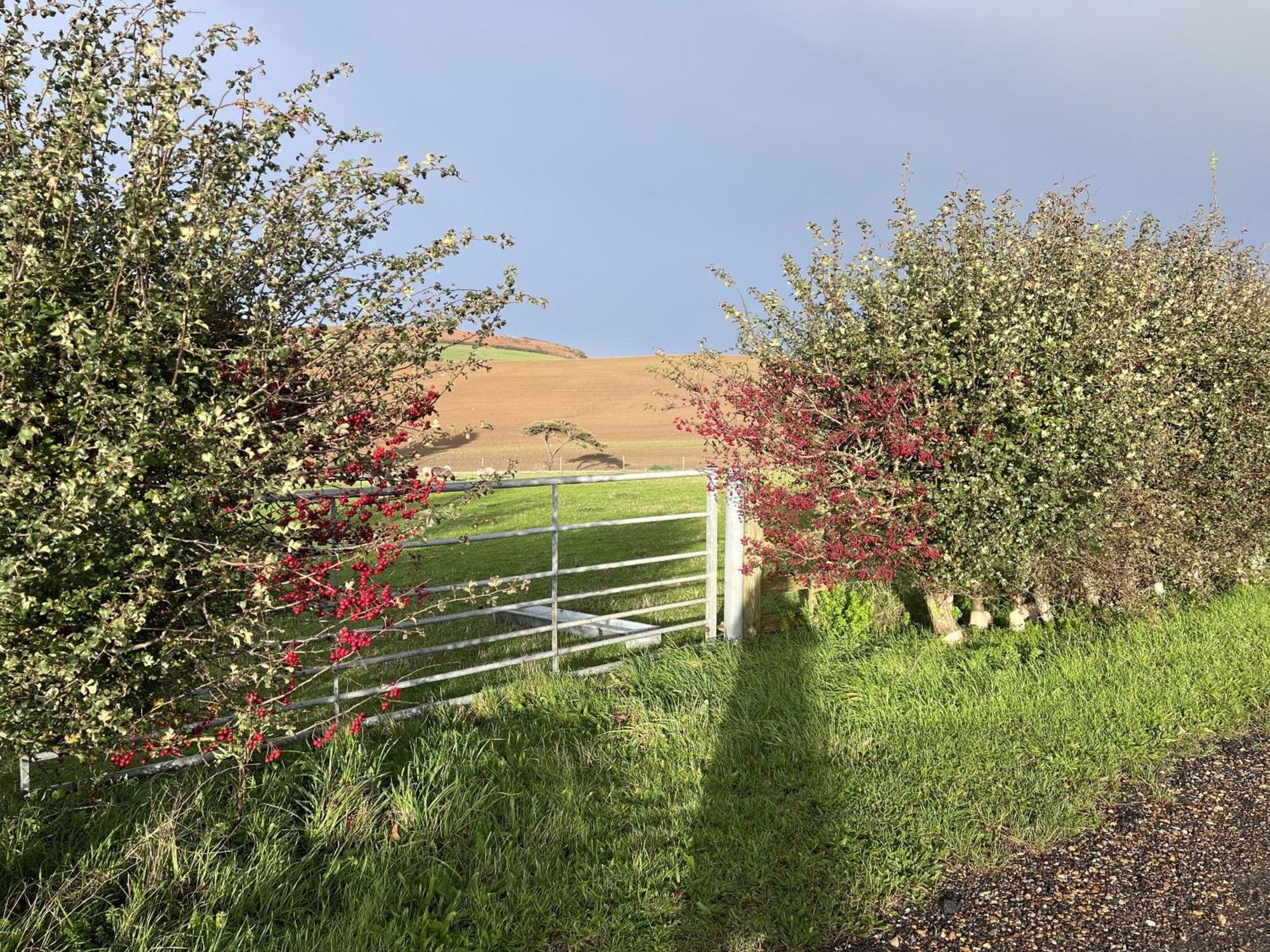 Bike Shed - Beautiful 1-Bed Cottage In Shorwell Eksteriør bilde